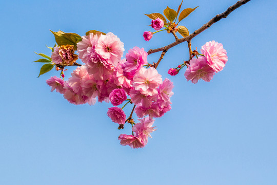 櫻花