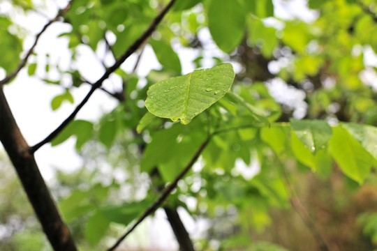 樹葉