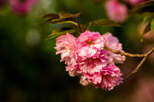 櫻花