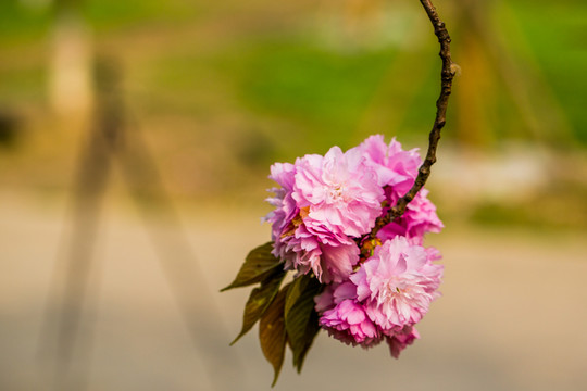 櫻花