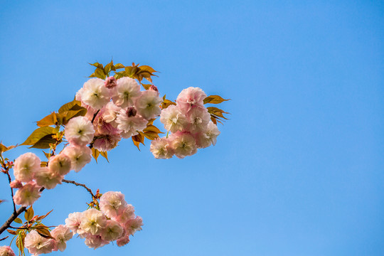 櫻花