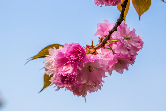 櫻花