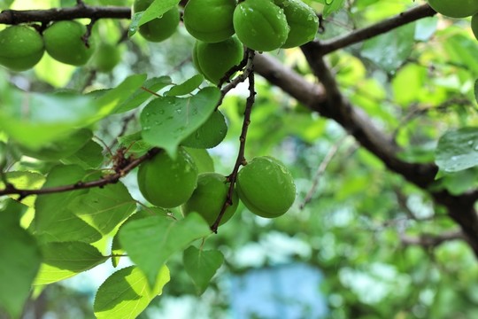 青杏