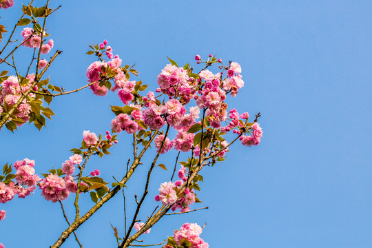 櫻花