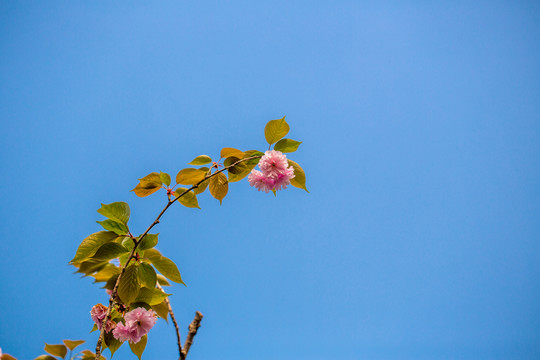 櫻花