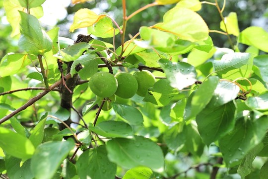 青杏