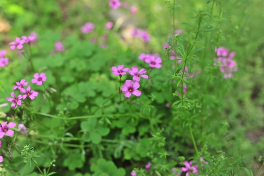 公園花草   小花