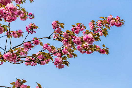 櫻花