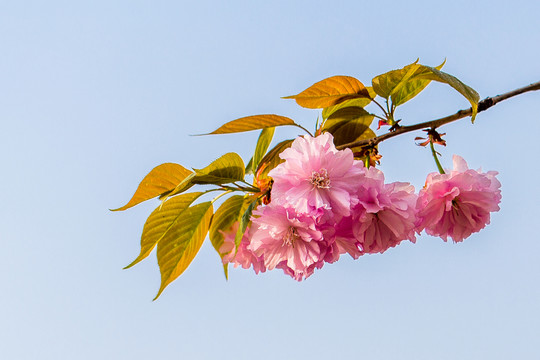 櫻花