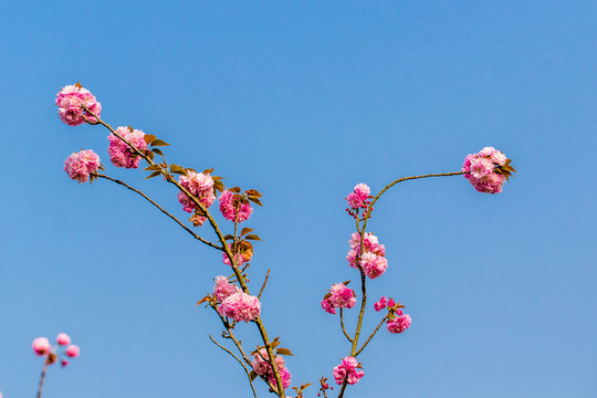 櫻花