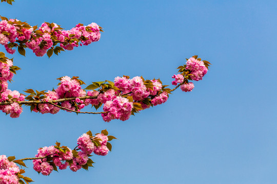 櫻花