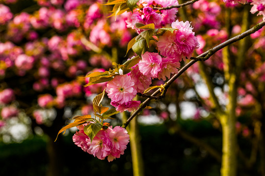 櫻花