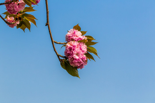 櫻花