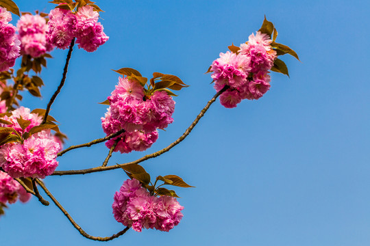 櫻花