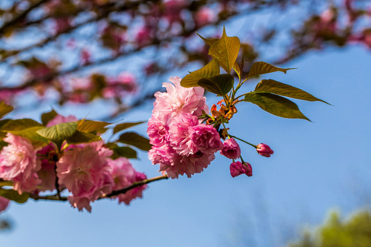 櫻花