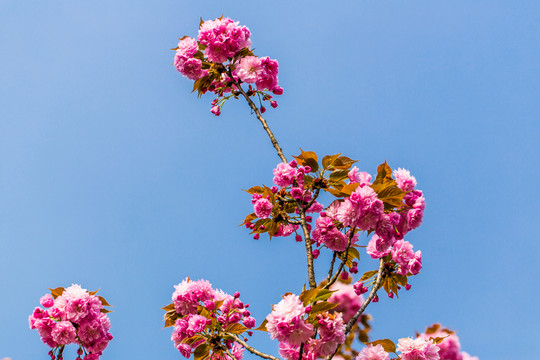 櫻花