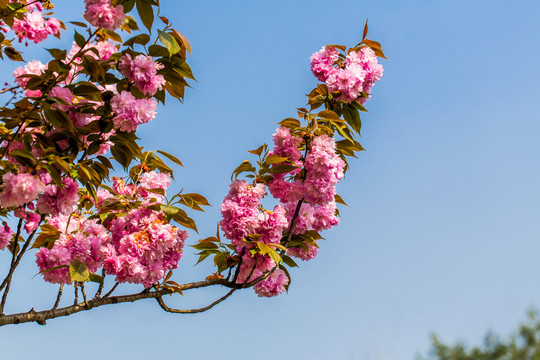 櫻花