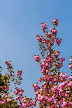 櫻花