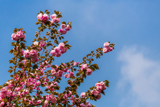 櫻花