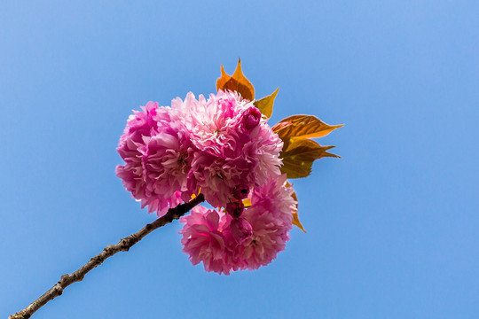 櫻花