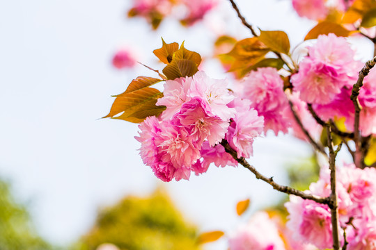 櫻花