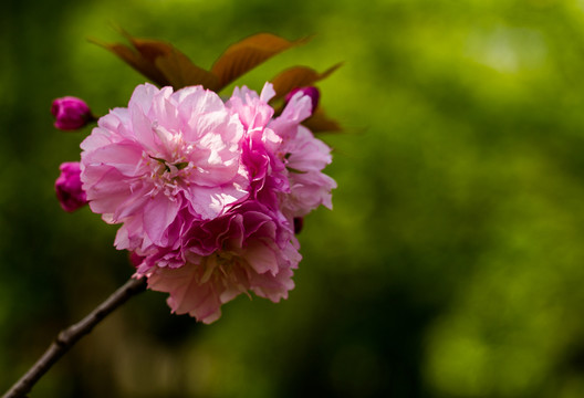 櫻花