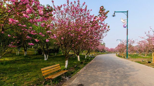 櫻花