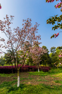 櫻花