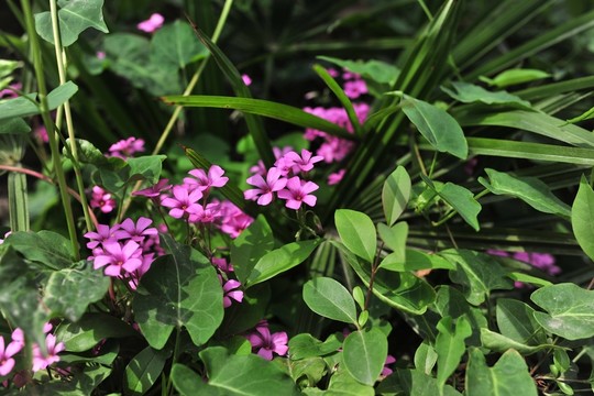公園花草 紫花