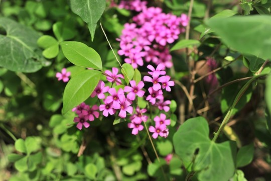 園林綠化 春天 紫花
