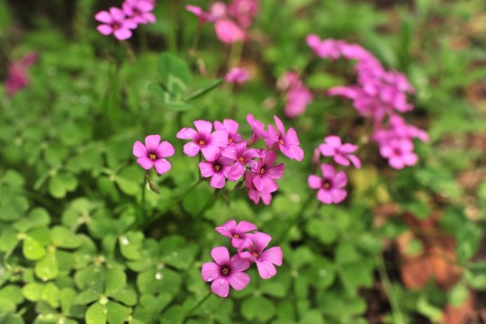 紫花 園林綠化 小花