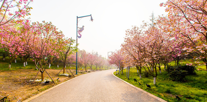 櫻花