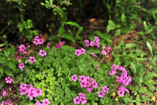 紫色花  小花 園林綠化