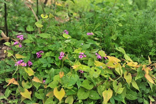 公園花草 綠化景觀
