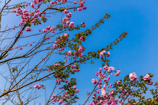 櫻花