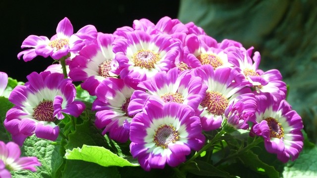 花卉  綠植