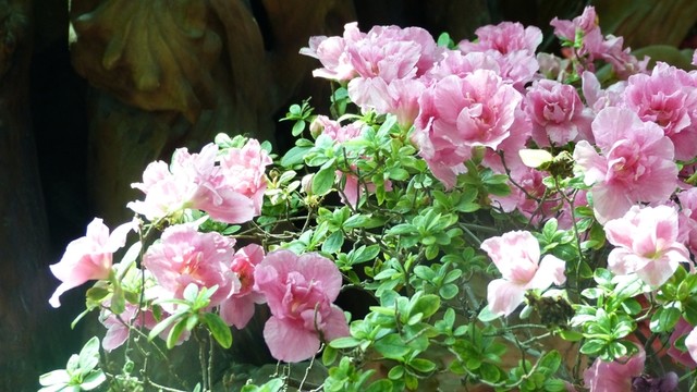 杜鵑花