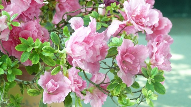 杜鵑花