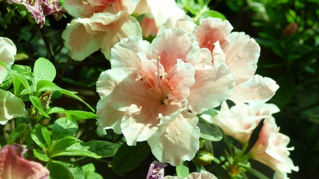 杜鵑花
