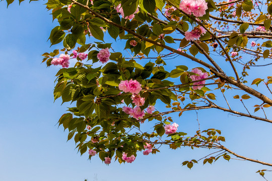 櫻花