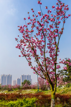 櫻花
