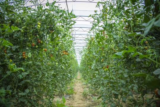 小西紅柿種植園