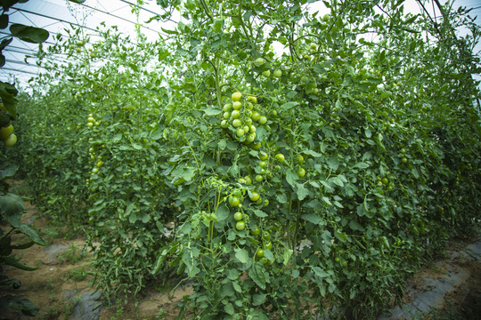 番茄種植園