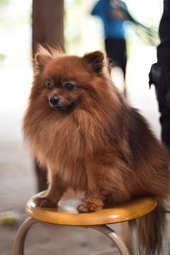 博美犬
