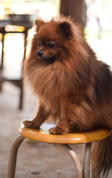 博美犬