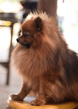 博美犬