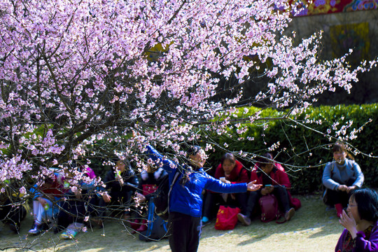櫻花