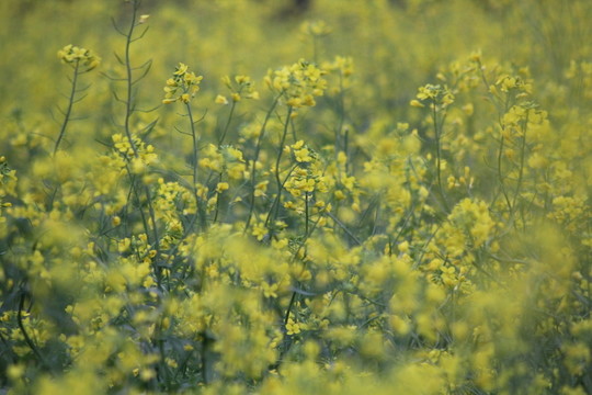 油花菜