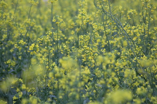 油花菜