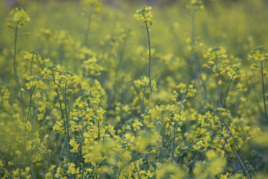 油花菜
